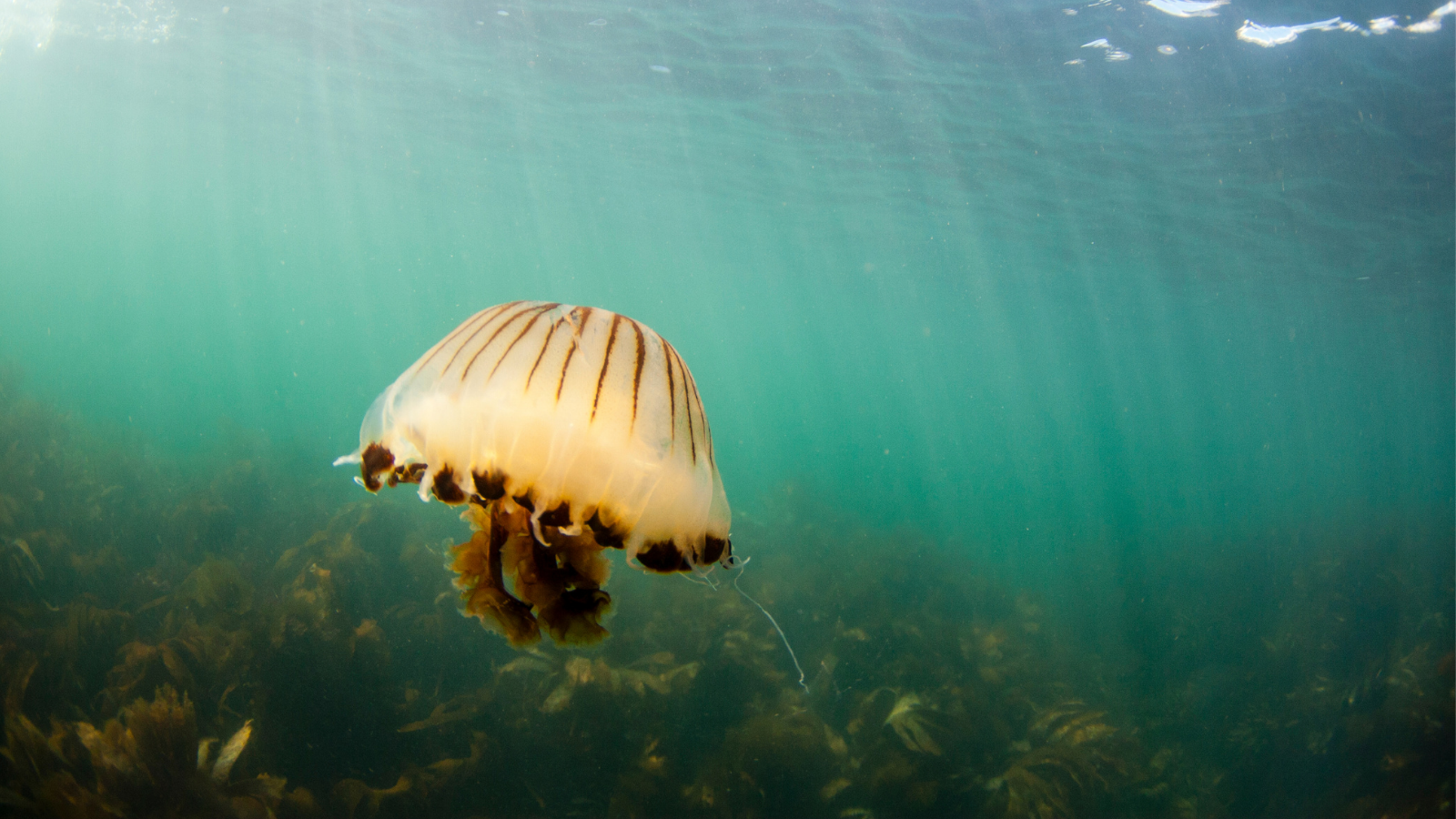 Compass jellyfish suspended in green sea with sun shining through the surface