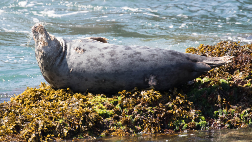 Grey seal relaxing comically on a seaweed encrusted rock by the sea in Ireland