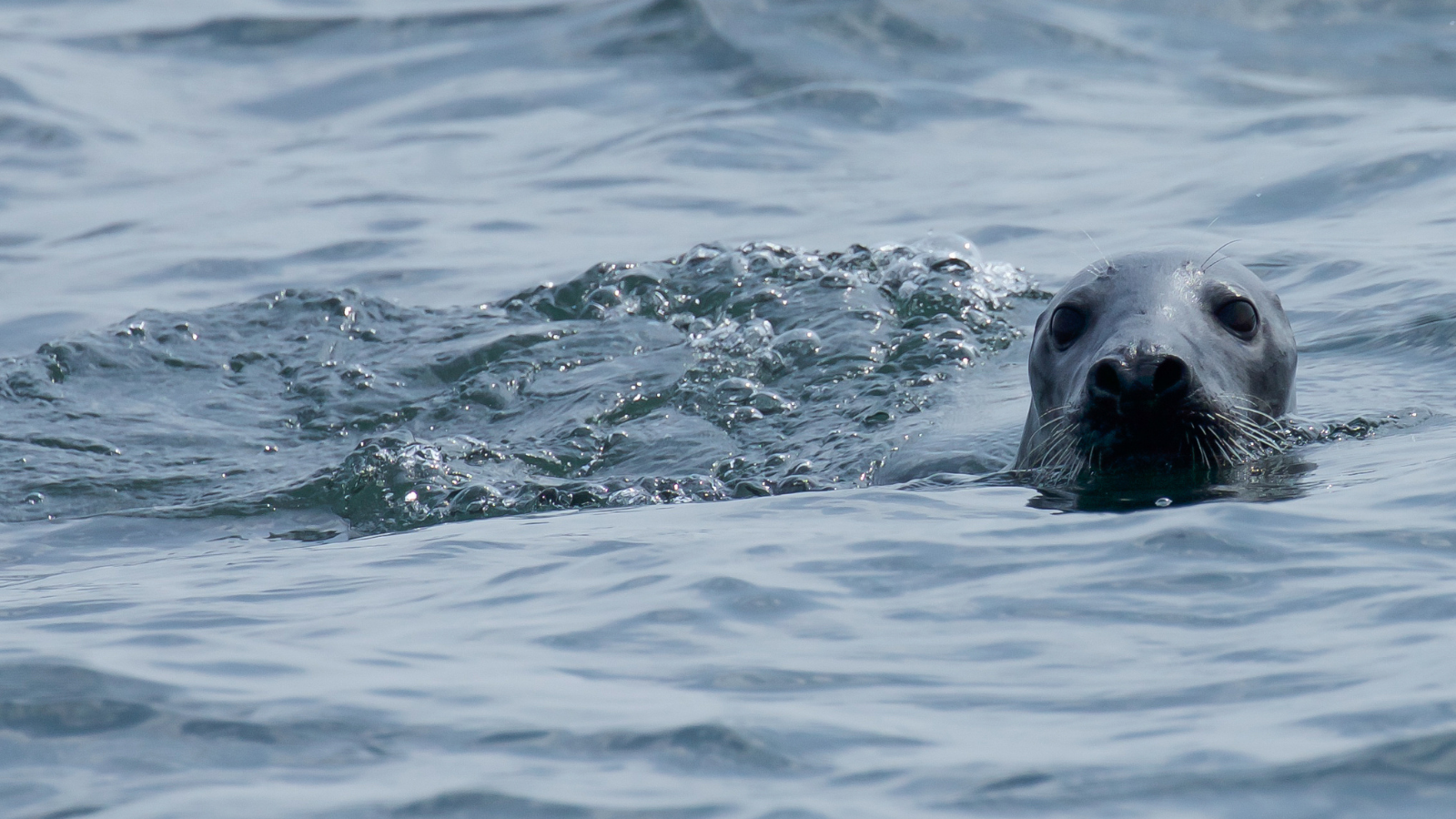 Grey seal head poking out of the grey, swelly ocean in Ireland
