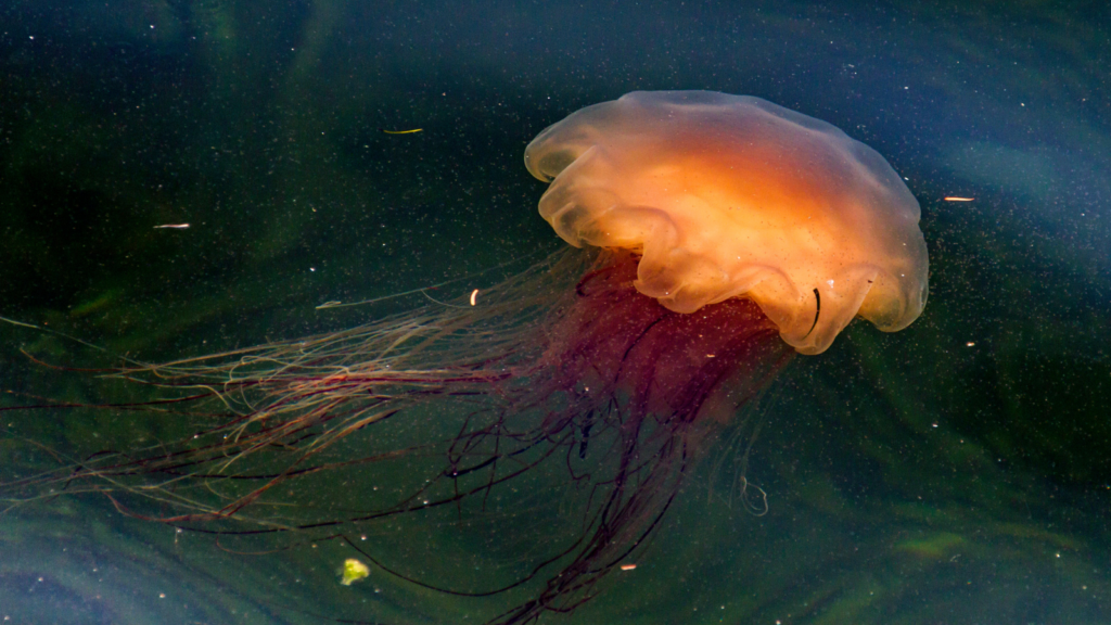 Brown lions mane jellyfish floating in green sea